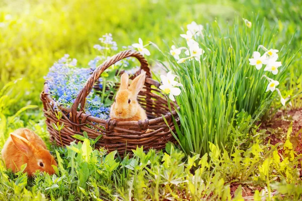 Two red rabbits outdoor — Stock Photo, Image