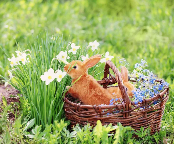 iki kırmızı tavşan açık