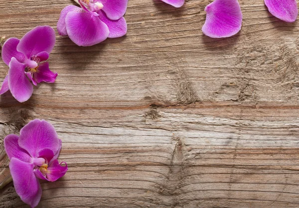 Roze orchidee bloemen op een houten achtergrond — Stockfoto