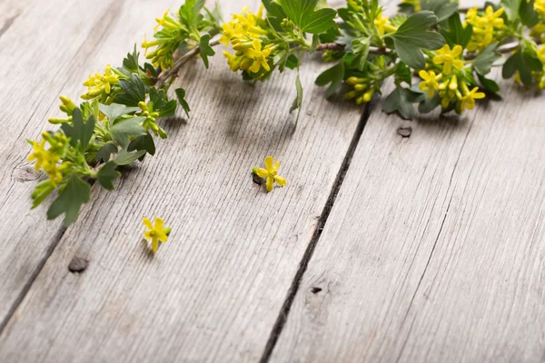 Rama de primavera sobre fondo de madera —  Fotos de Stock