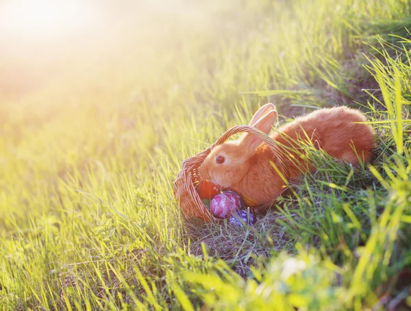 Kanin med påskägg i korgen utomhus — Stockfoto