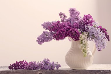 beyaz zemin üzerinde güzel leylak