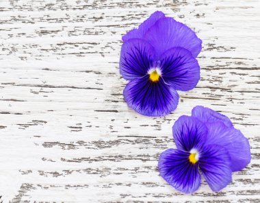 eski ahşap arka plan üzerinde mor çiçekler