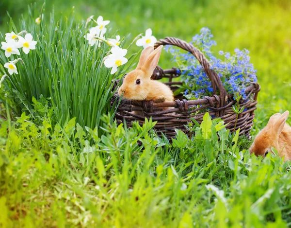 Petits lapins rouges en plein air — Photo