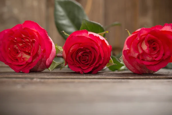 Růže na dřevěné pozadí — Stock fotografie