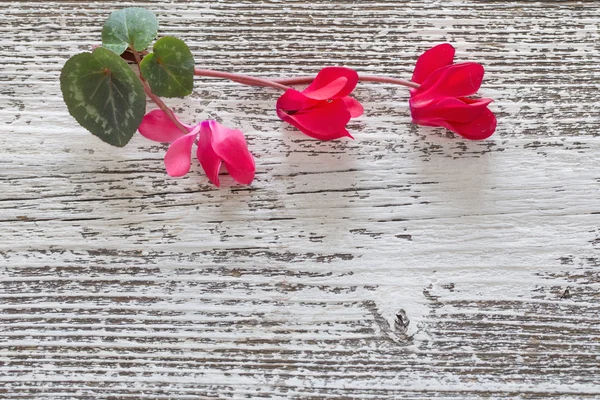 Röd cyclamen på trä bakgrund — Stockfoto