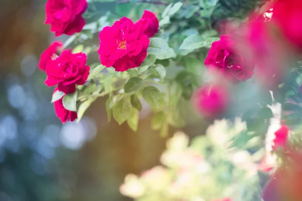 Rose im Garten — Stockfoto