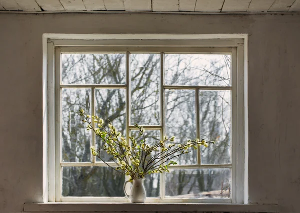 Branches of the pussy willow with flowering bud in vase — Stock Photo, Image