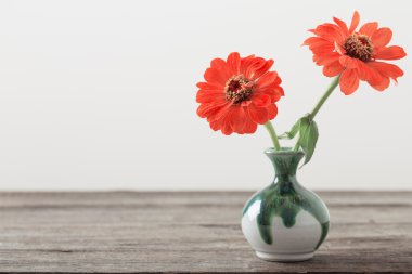 bir vazoda Zinnia çiçeği