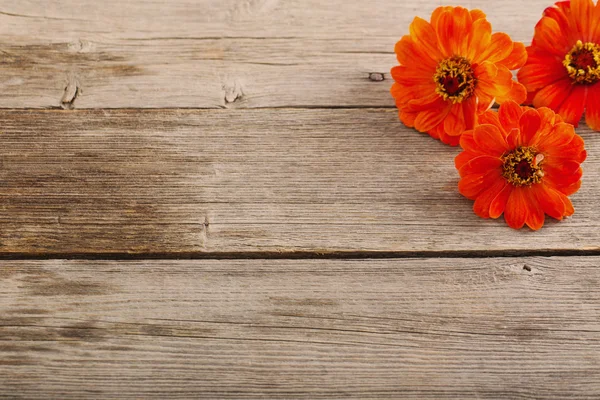 Zinnia flower on wooden background — Stock Photo, Image