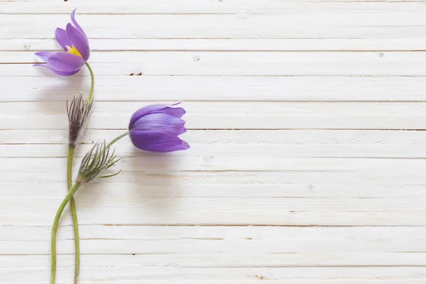 Pasque Blumen auf weißem Holzhintergrund — Stockfoto