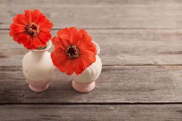 Zinnia flower in a vase — Stock Photo, Image