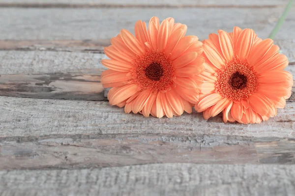 Gerbera flores no fundo de madeira — Fotografia de Stock