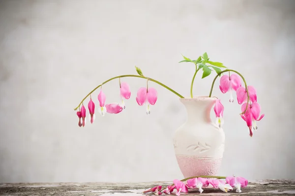 Sanguinamento fiori di cuore in vaso — Foto Stock