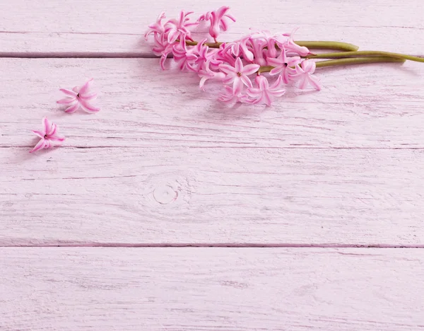 Свежие цветы гиацинты на деревянном фоне — стоковое фото