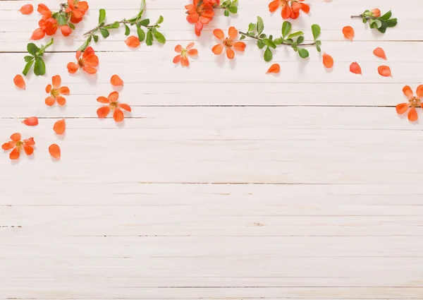 Beyaz ahşap arkaplanda kırmızı çiçekler