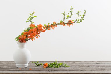 Chaenomeles beyaz aranjman