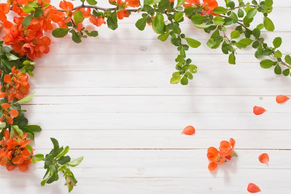 Flores rojas sobre fondo de madera blanco — Foto de Stock