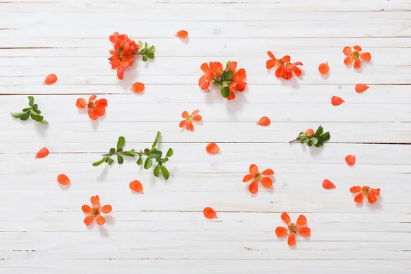 Rode bloemen op witte houten achtergrond — Stockfoto