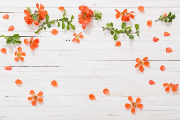 Flores rojas sobre fondo de madera blanco — Foto de Stock