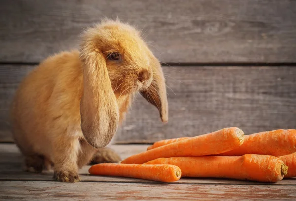 Lapin drôle avec carotte sur fond en bois — Photo