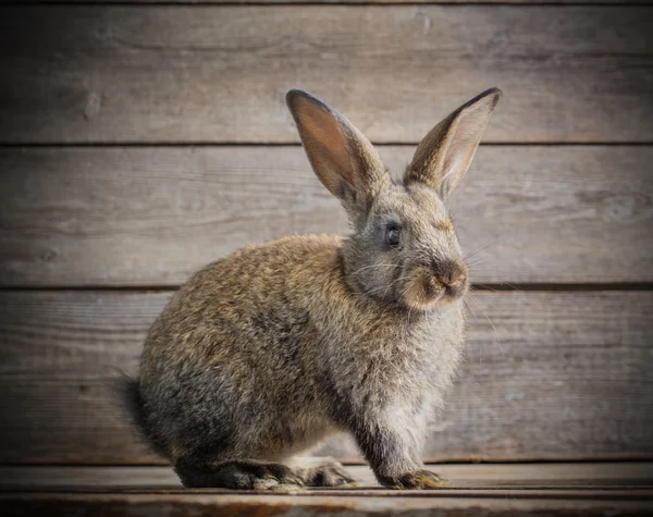 Conejo sobre fondo de madera — Foto de Stock