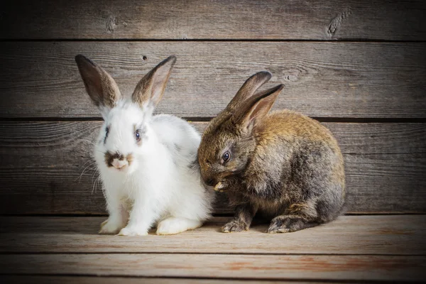 ahşap arka plan üzerinde tavşan