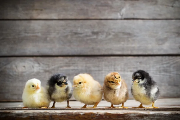 Pequena criança pinto de pé no fundo de madeira — Fotografia de Stock