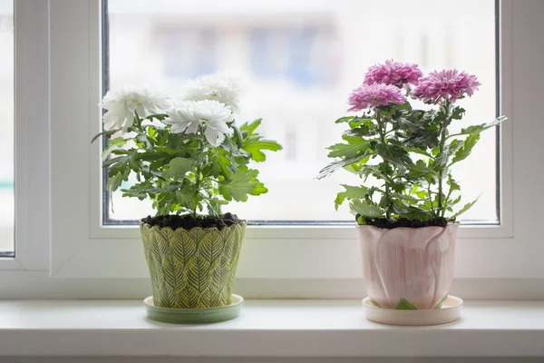 Chrysanthemum in pot on window sill — Stock Image Chrysanthemum in pot on window sill Stock Image
