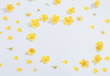 beyaz zemin üzerine sarı düğünçiçekleri