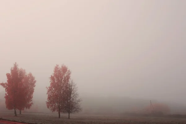 Beautiful autumn landscape with fog — Stock Photo, Image