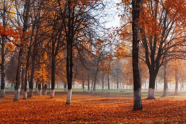 Bela paisagem ensolarada outono — Fotografia de Stock