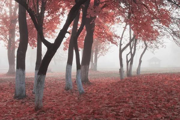 Parc d'automne dans le brouillard — Photo