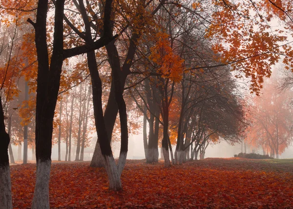 Parque de otoño en la niebla —  Fotos de Stock