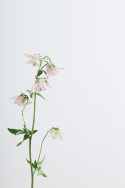Columbine Flowers on White Background clipart
