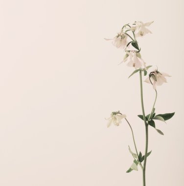 Columbine Flowers on White Background clipart