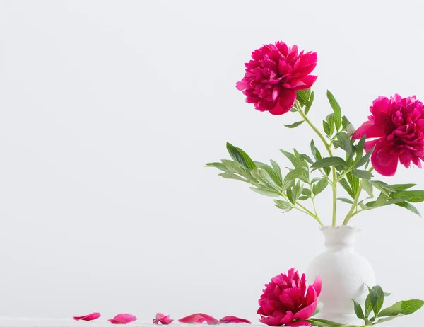 Peonies in vase on white background — Stock Photo, Image