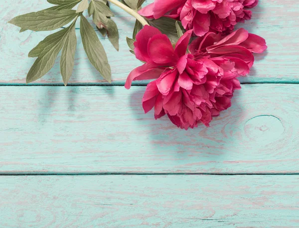 Peonies on blue wooden background — Stock Photo, Image