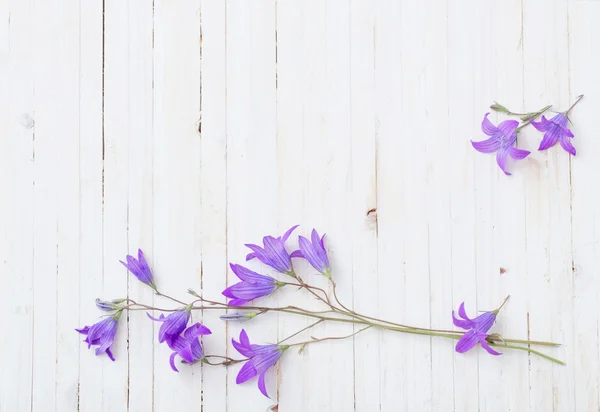 Flores de color azul om fondo de madera blanca — Foto de Stock