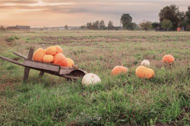 kabaklar günbatımında açık