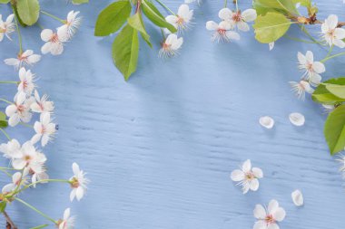 ahşap arka plan üzerinde kuş kiraz Şubesi