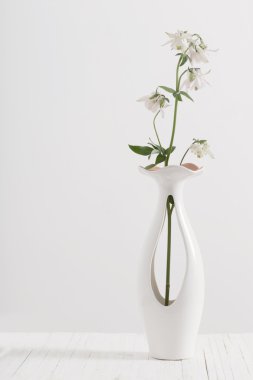 Vazoda beyaz arka plan üzerinde columbines