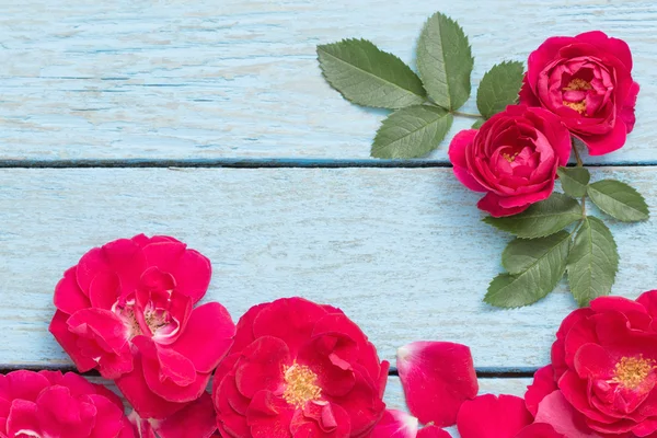 Rosa roja sobre un fondo azul de madera —  Fotos de Stock