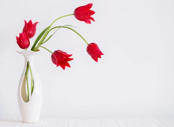 Tulipanes sobre fondo blanco —  Fotos de Stock