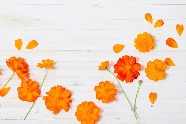 Fiori estivi arancioni su sfondo bianco in legno — Foto Stock