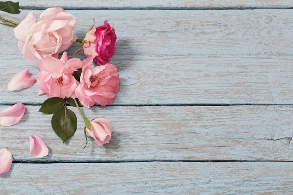 Mooie rozen op blauwe oude houten achtergrond — Stockfoto