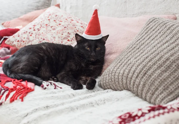 Gato Dormindo Sofá Entre Travesseiros Conceito Acolhedor Casa — Fotografia de Stock