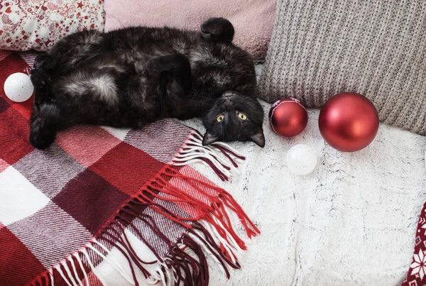 Gato Dormindo Sofá Entre Travesseiros Conceito Acolhedor Casa — Fotografia de Stock