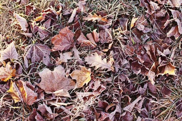 Hintergrund Mit Herbstlich Gefrorenen Blättern — Stockfoto