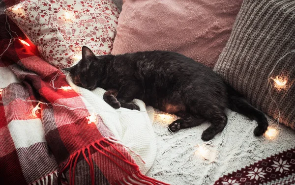 Gato Durmiendo Sofá Entre Almohadas Acogedor Concepto Casa —  Fotos de Stock